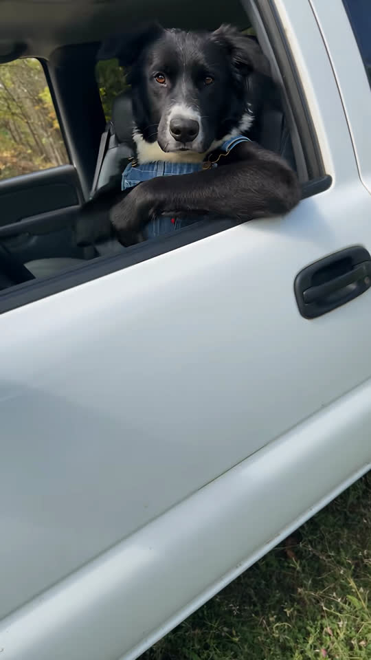 Hit The Road Dude meme video face swap